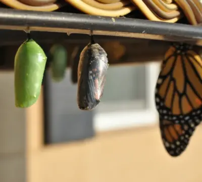 Drei Puppenstadien eines Schmetterlings